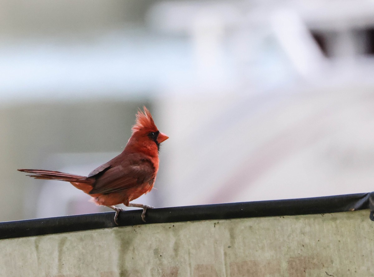 Northern Cardinal - Tracy Drake