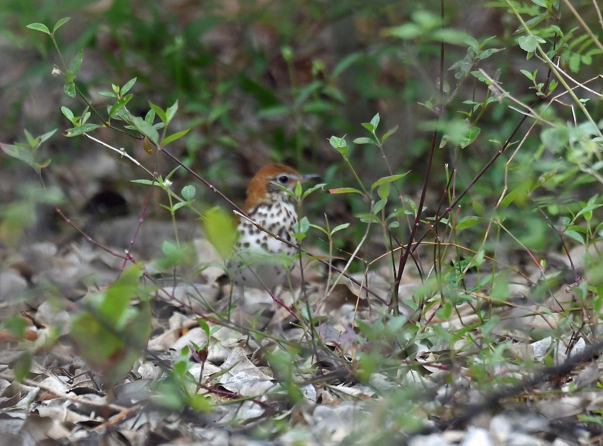 Wood Thrush - ML574677741