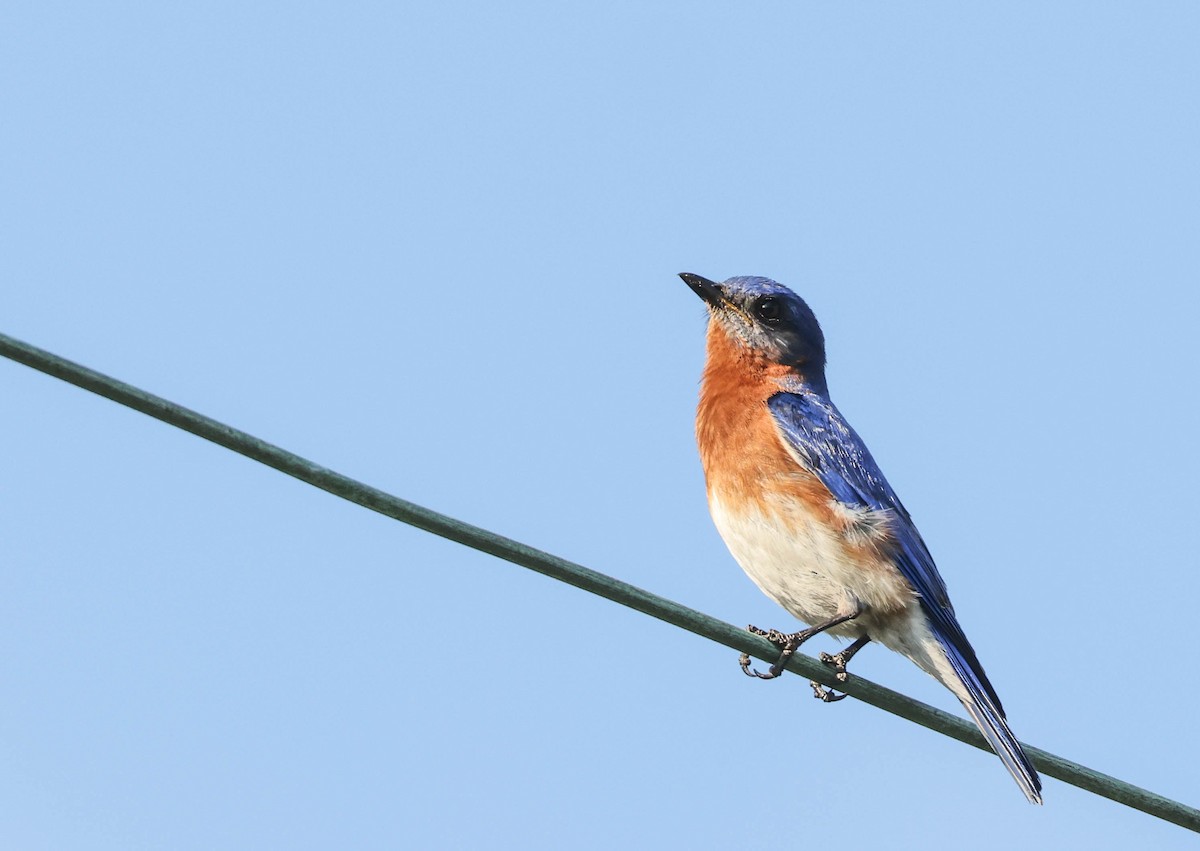 Eastern Bluebird - ML574677821