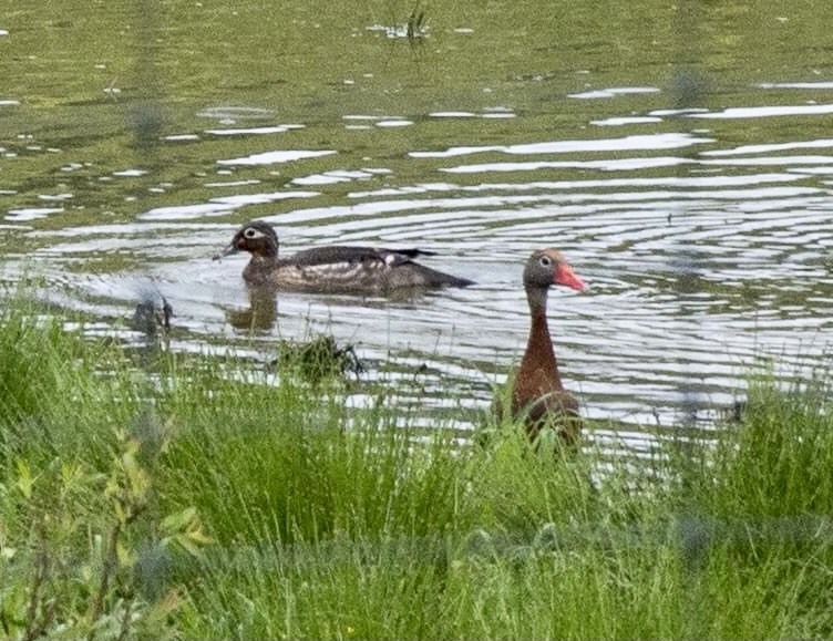 Black-bellied Whistling-Duck - ML574678091