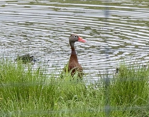 Black-bellied Whistling-Duck - ML574678111