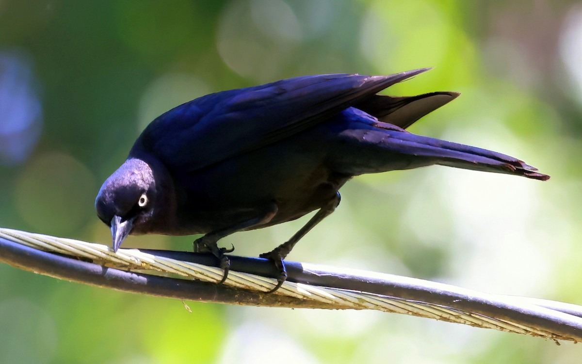 Brewer's Blackbird - Richard Brown