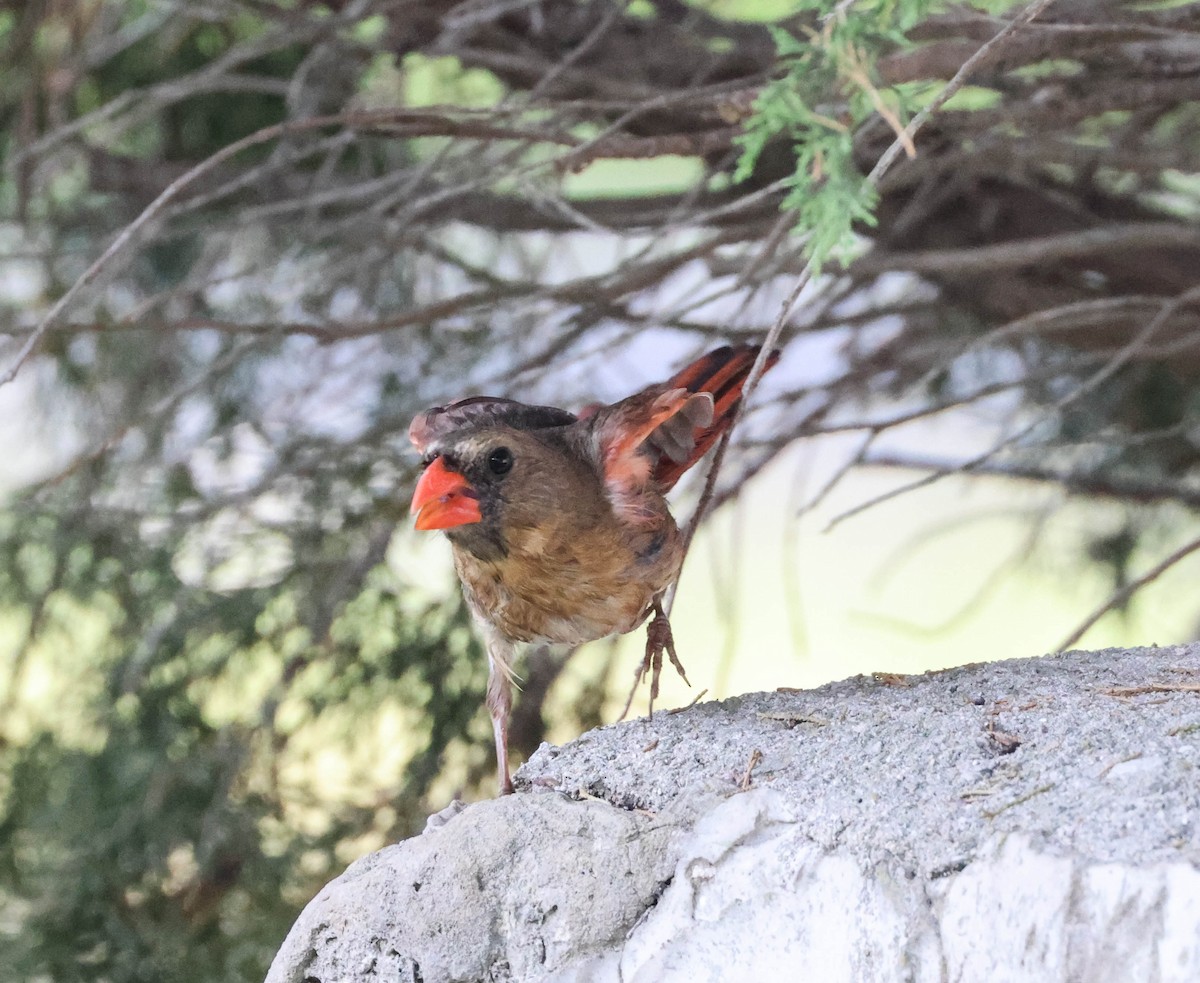 Northern Cardinal - ML574678341