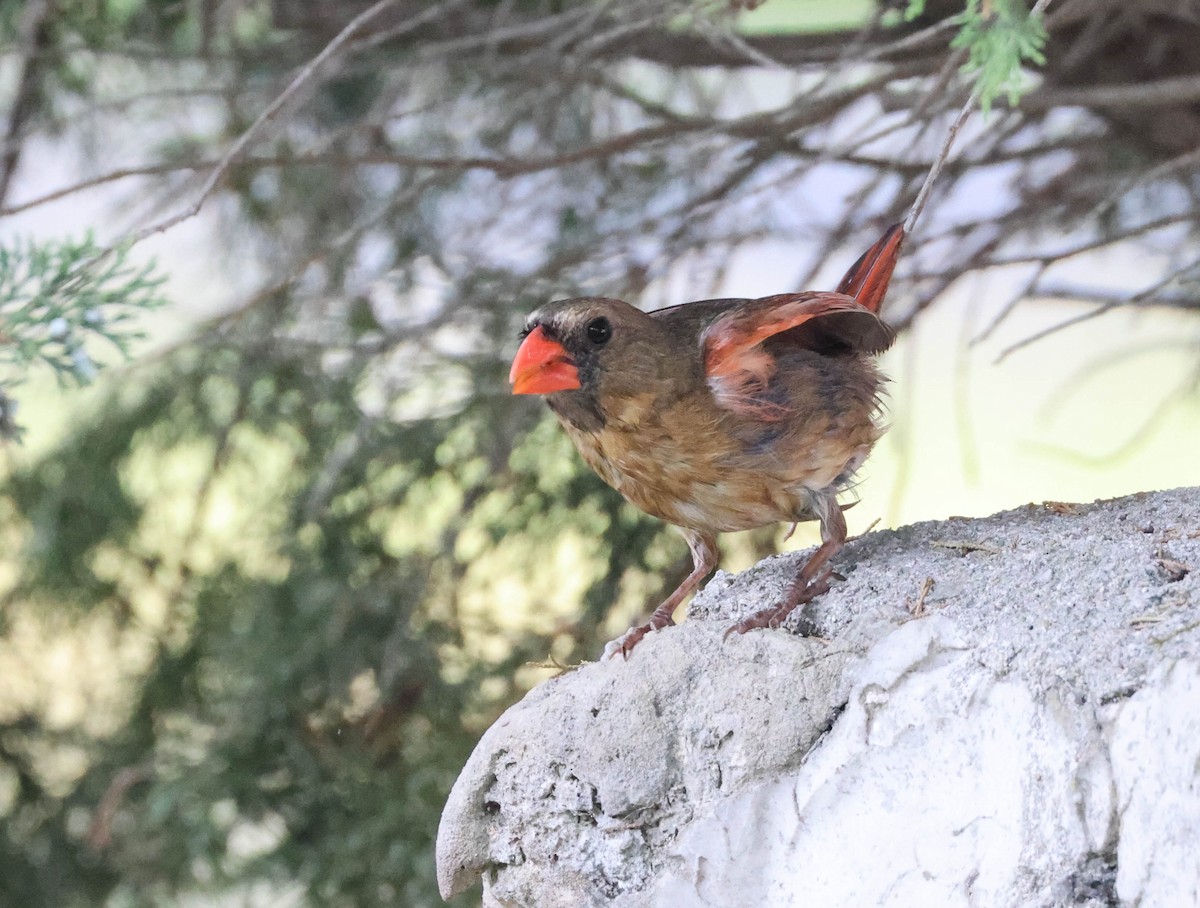 Northern Cardinal - Tracy Drake