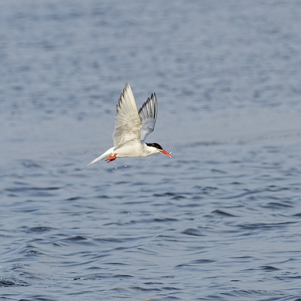 South American Tern - ML57467861