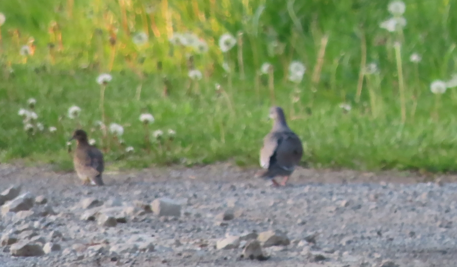 White-winged Dove - ML574678741