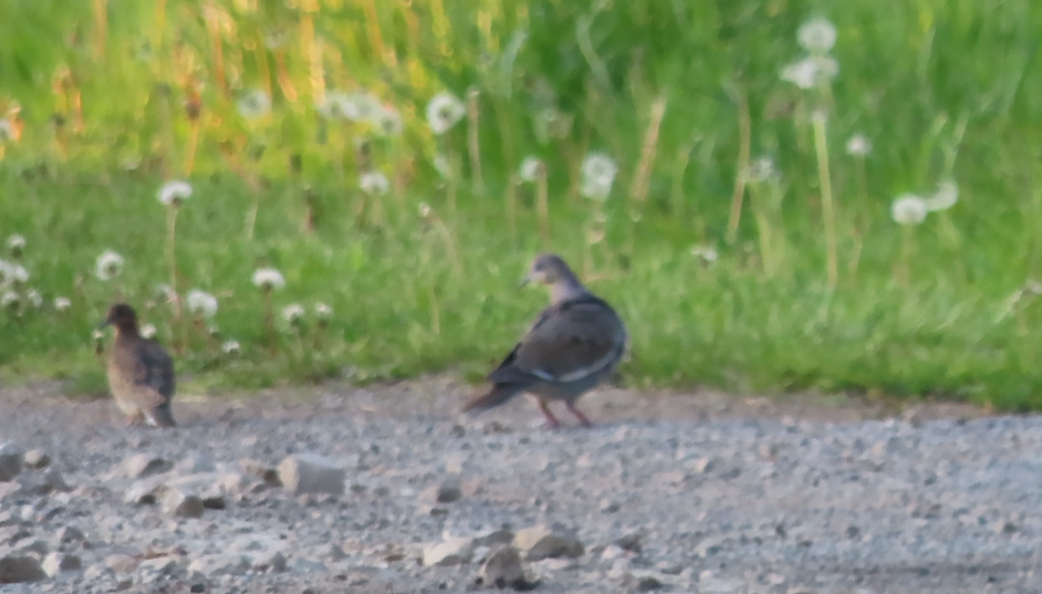 White-winged Dove - ML574678751