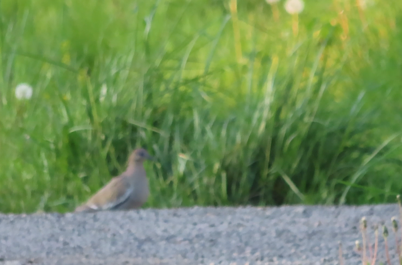 White-winged Dove - ML574678761