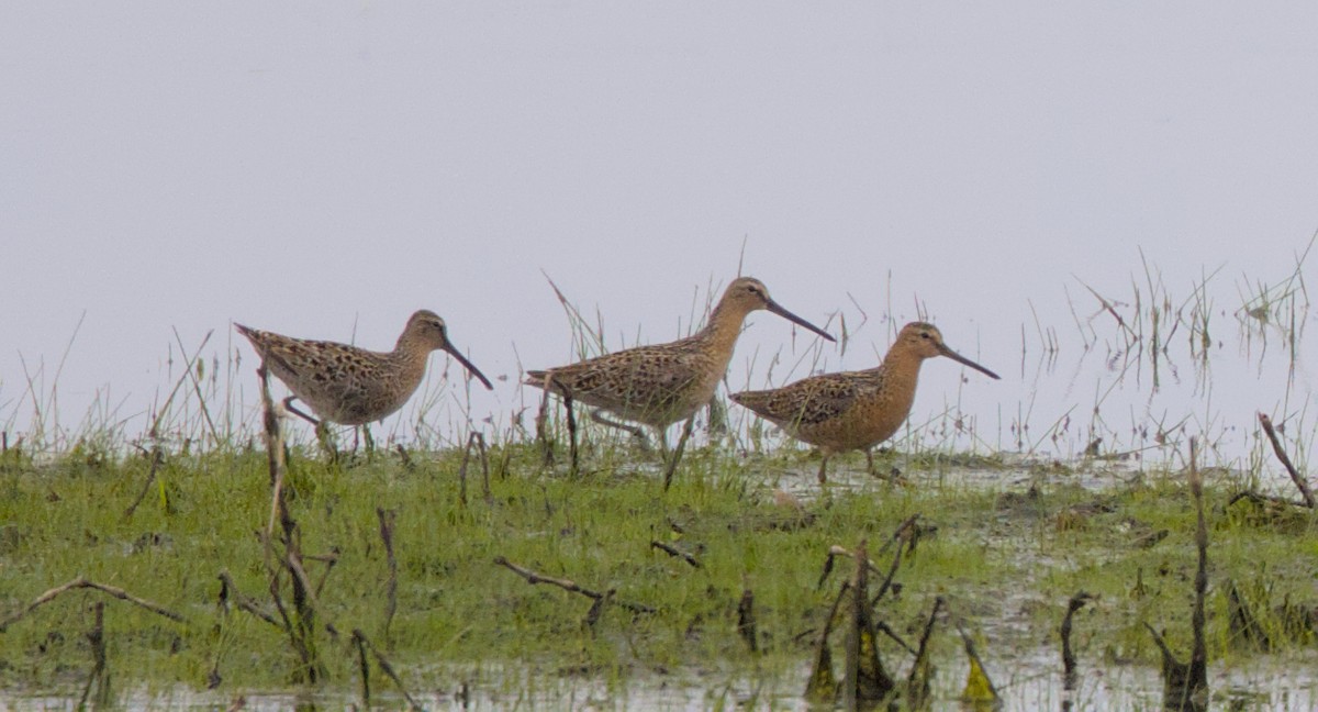 Short-billed Dowitcher - ML574679201