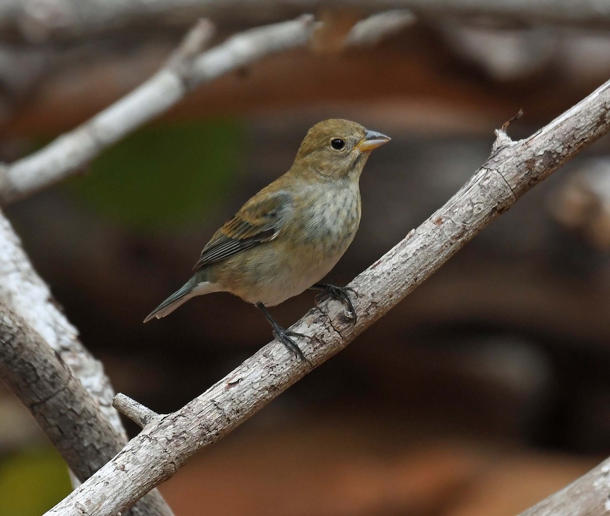 Indigo Bunting - ML574679551