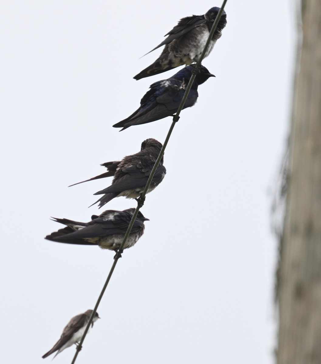Purple Martin - ML574680051