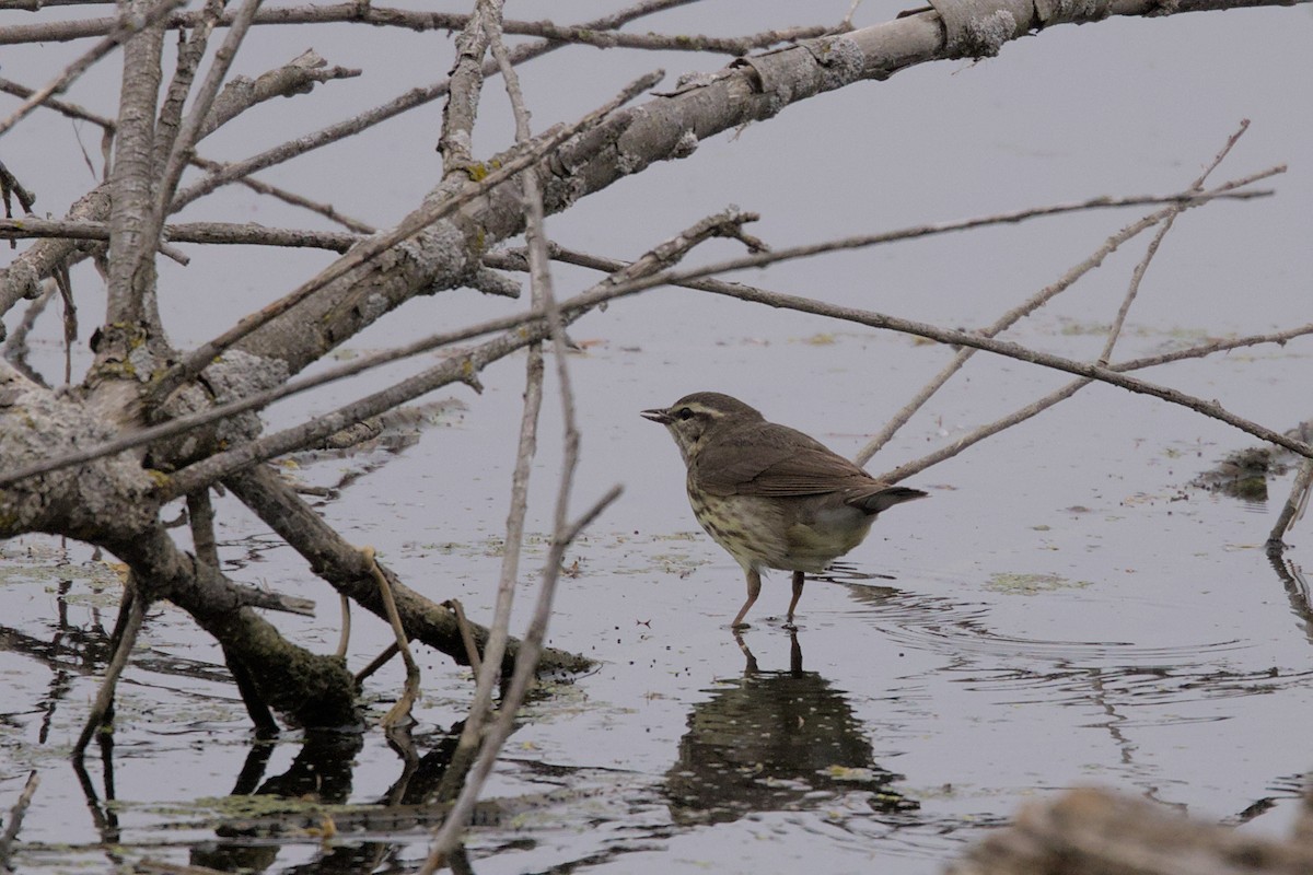 Drosselwaldsänger - ML574680321