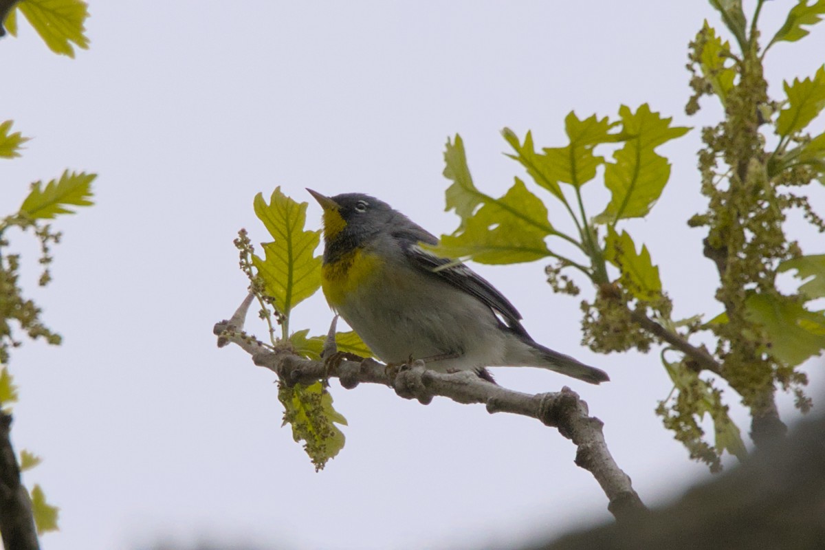 Northern Parula - ML574680351