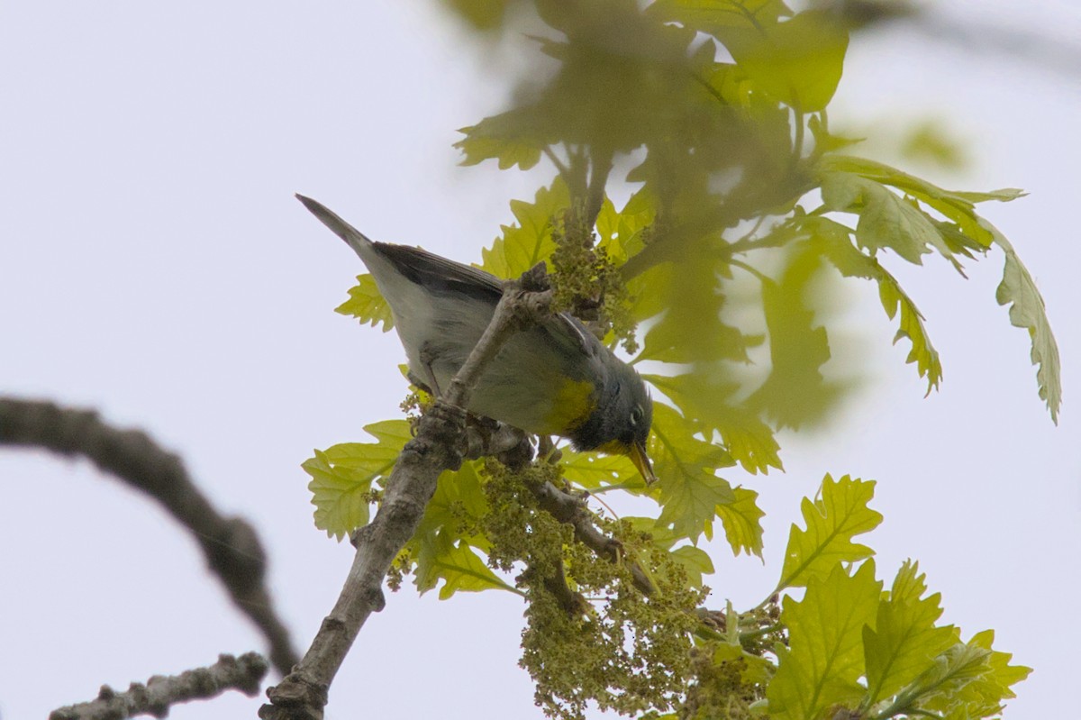 Northern Parula - ML574680361