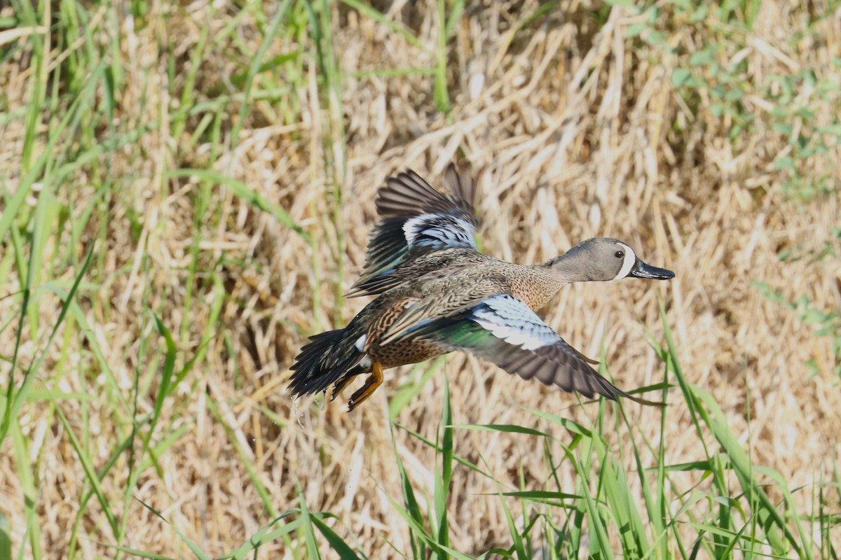 Blue-winged Teal - ML574680371