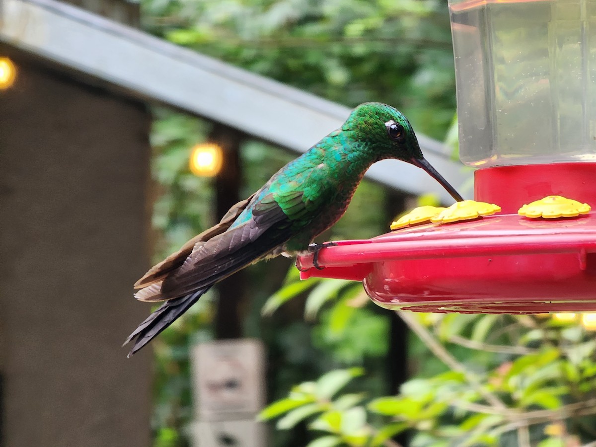 Green-crowned Brilliant - Caitlin Conn