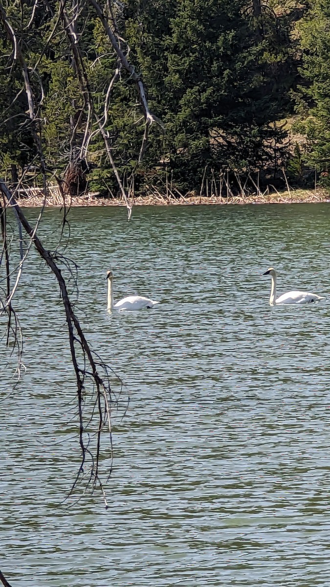 Trumpeter Swan - Gabriele Walser