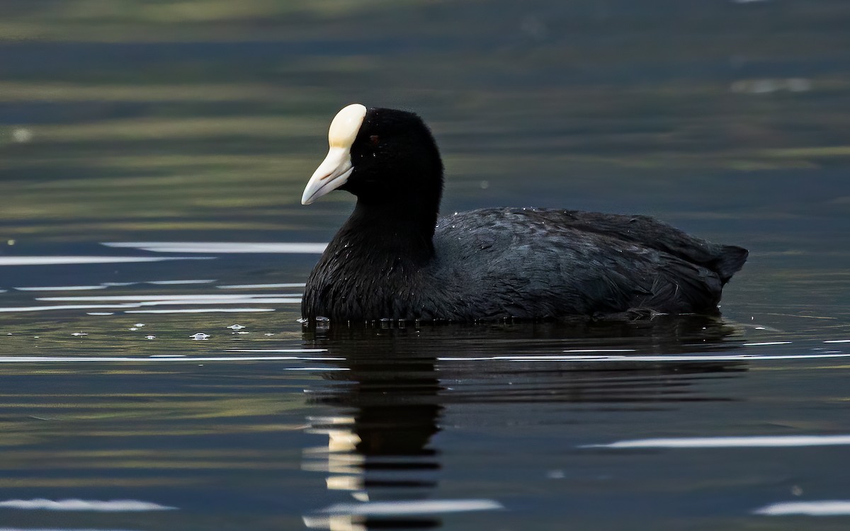 Slate-colored Coot (White-billed) - David Monroy Rengifo