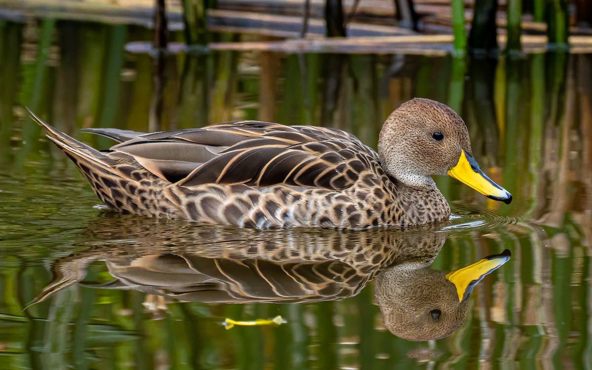 Yellow-billed Pintail - ML574682961