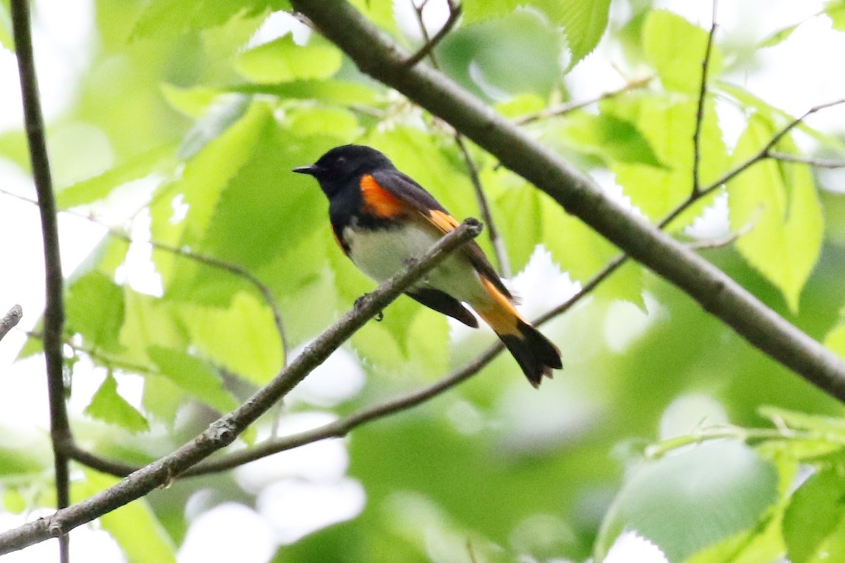 American Redstart - ML574683221