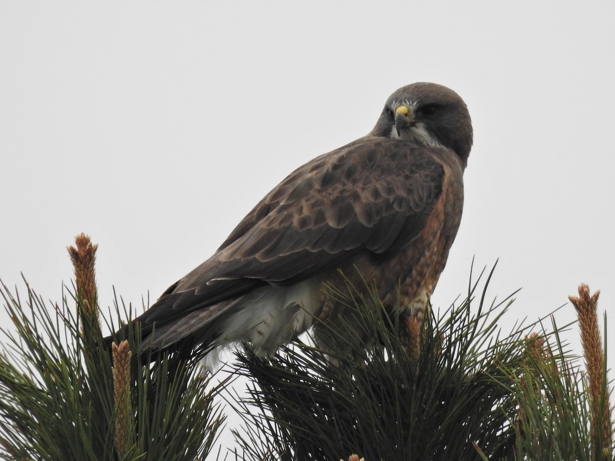 Swainson's Hawk - ML574683251