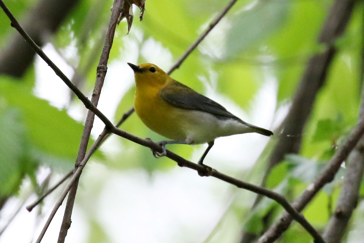 Prothonotary Warbler - ML574683371