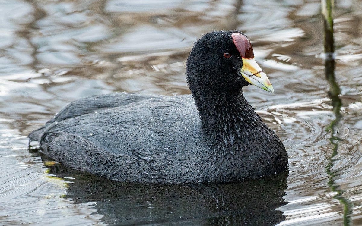 Slate-colored Coot (Yellow-billed) - David Monroy Rengifo