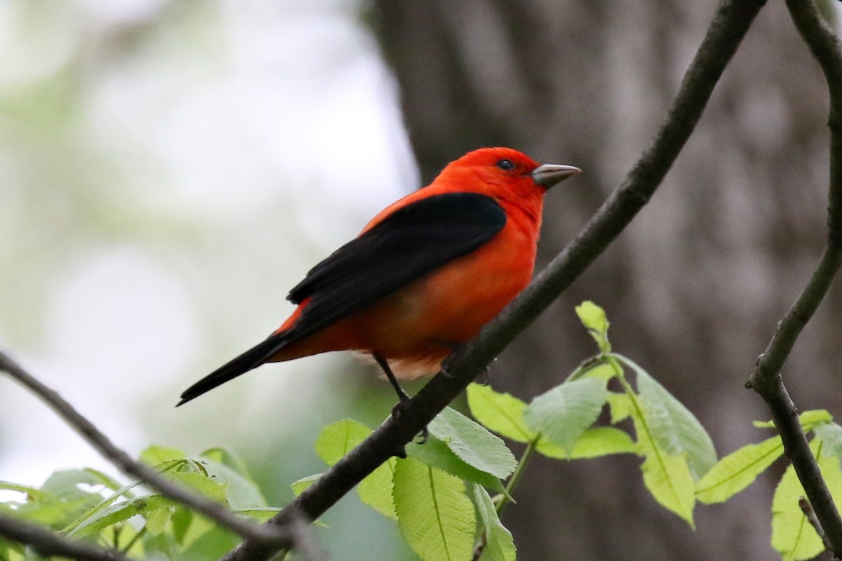 Scarlet Tanager - ML574683411