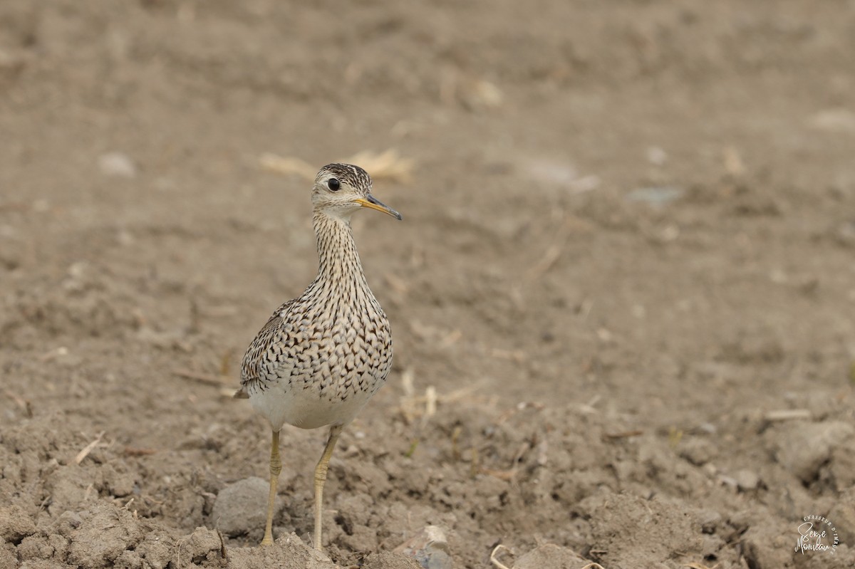 Upland Sandpiper - ML574683851