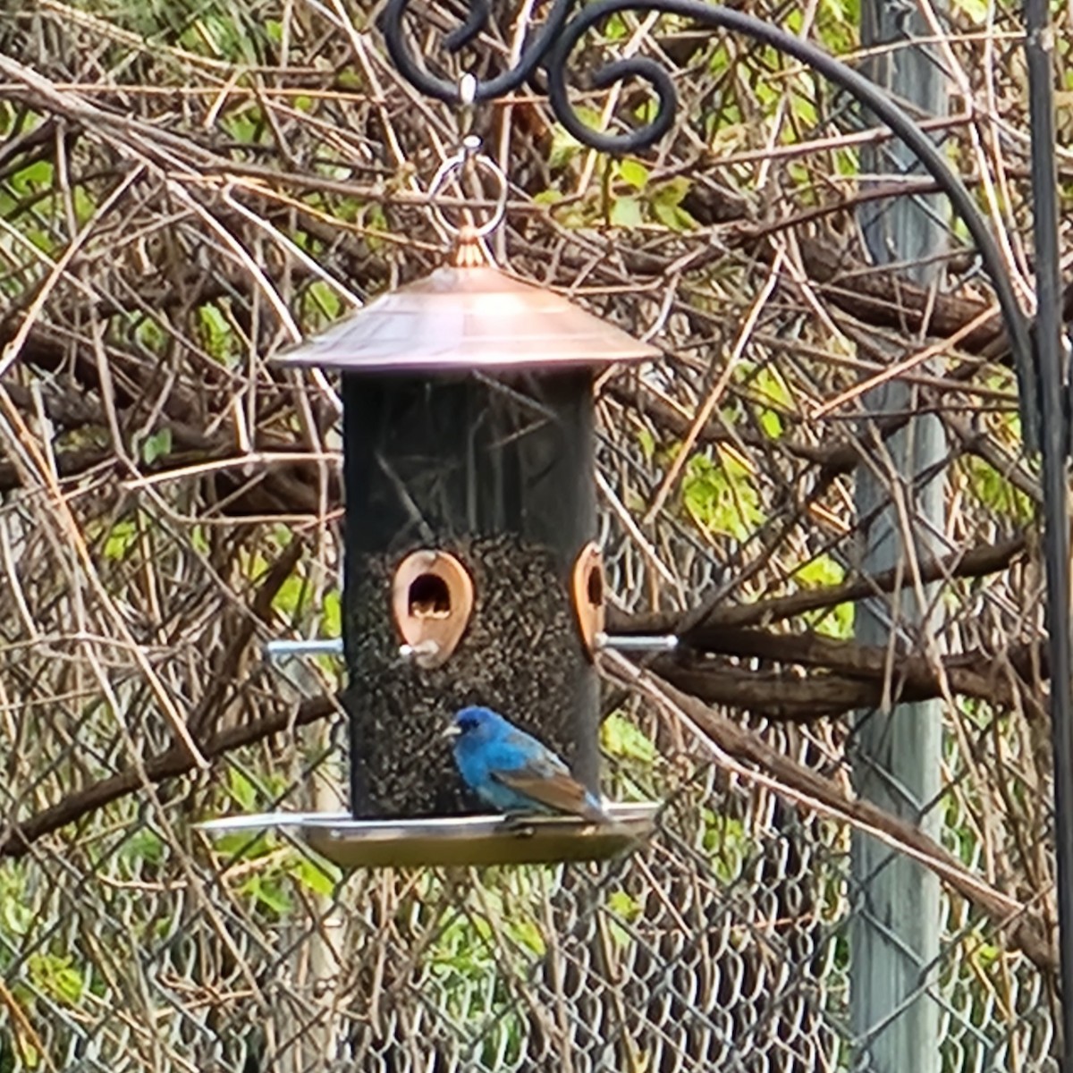 Indigo Bunting - ML574683991