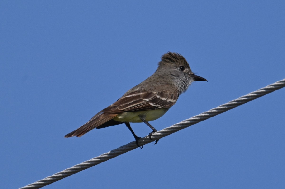 Great Crested Flycatcher - ML574684421