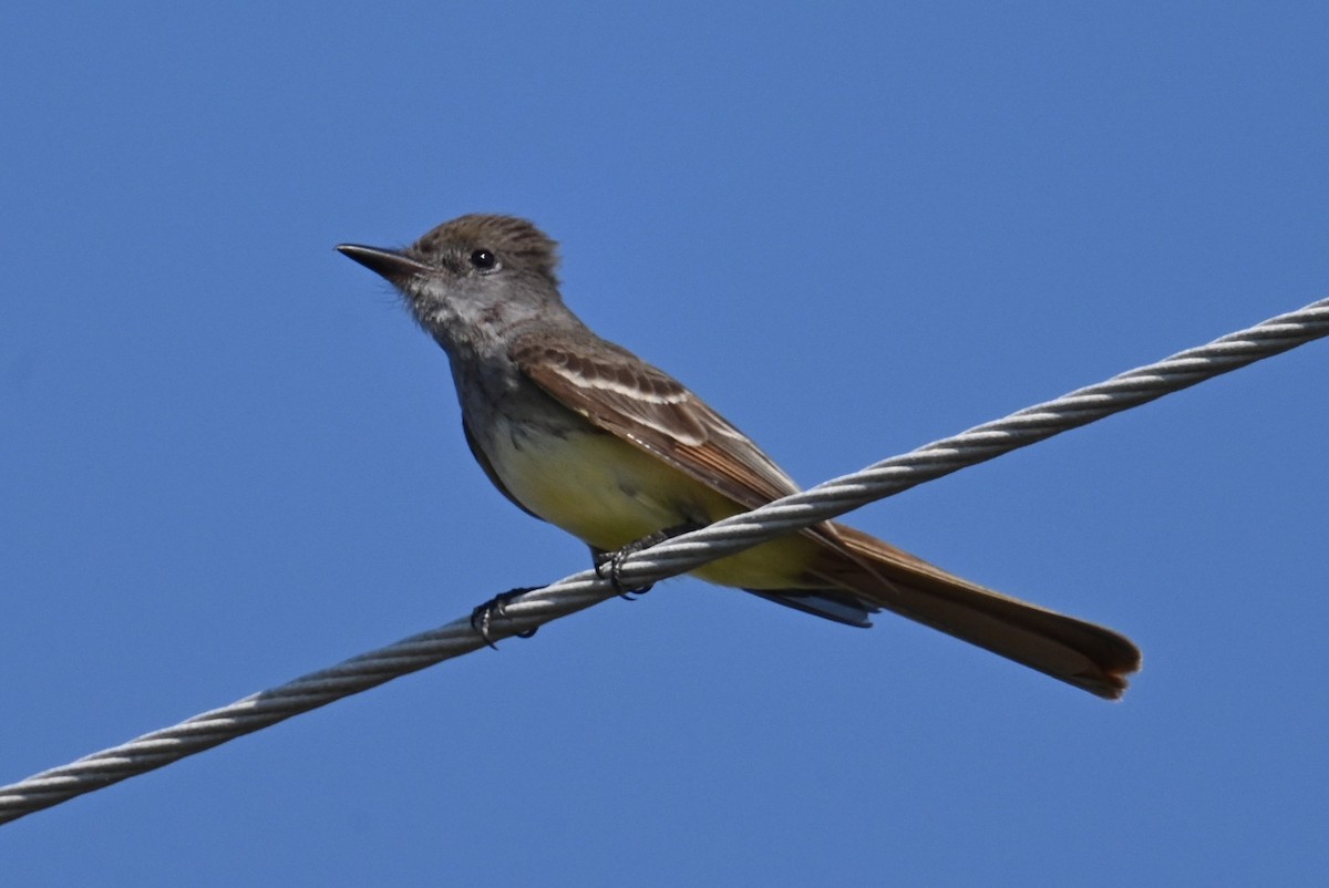 Great Crested Flycatcher - ML574684491