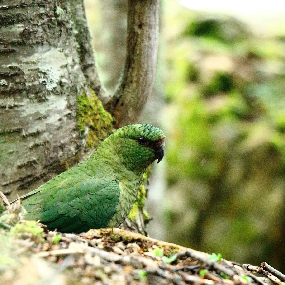 Austral Parakeet - Juan Manuel  Fantoni