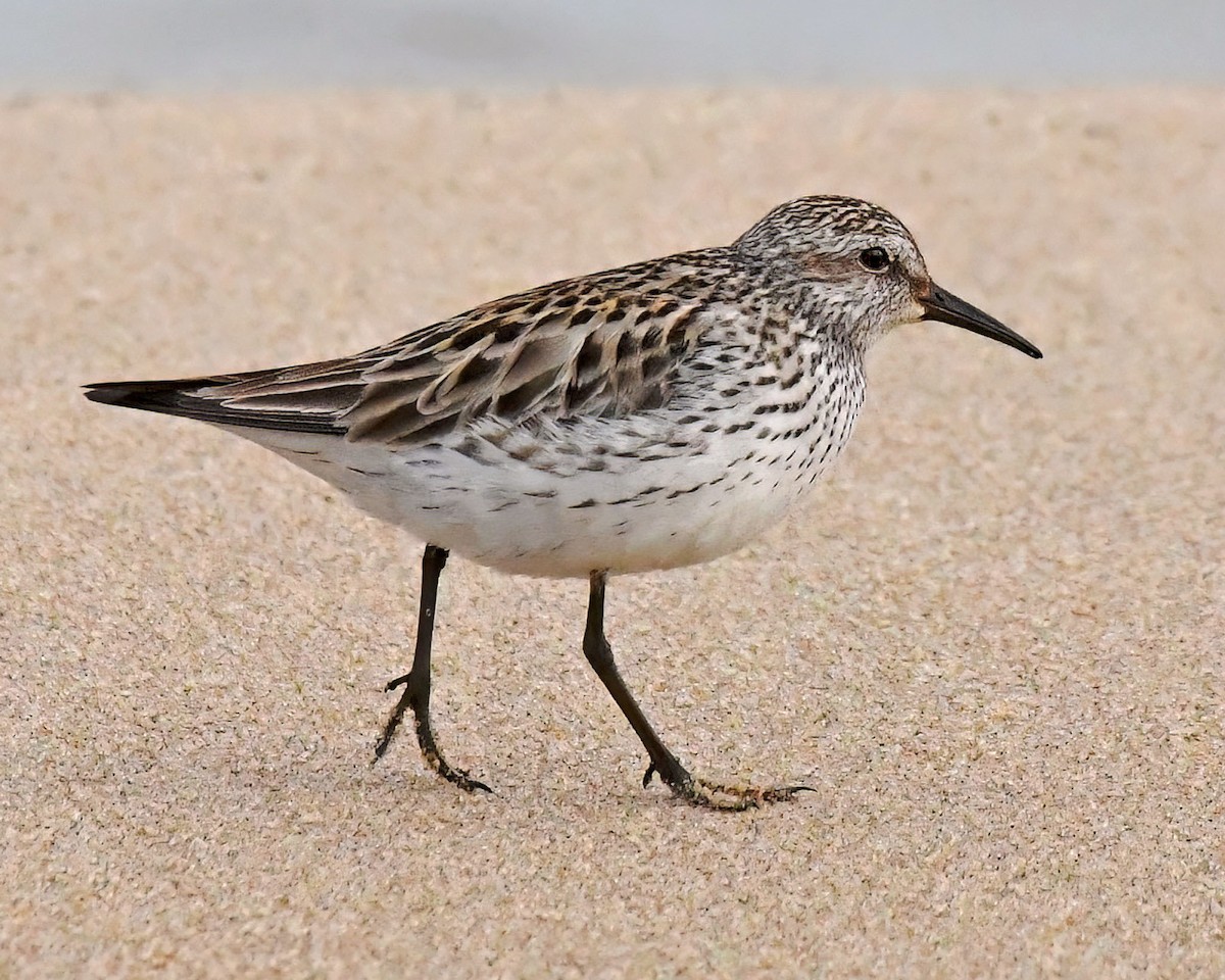 White-rumped Sandpiper - Gary Nelkie