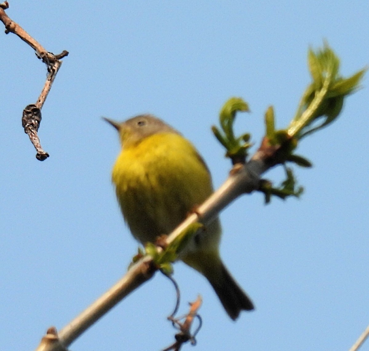 Nashville Warbler - ML574686161