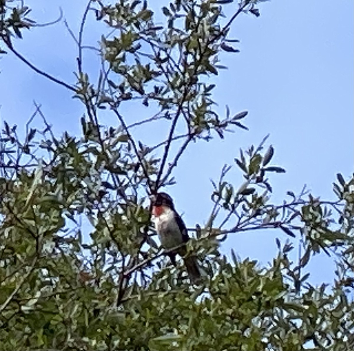Rose-breasted Grosbeak - ML574686391