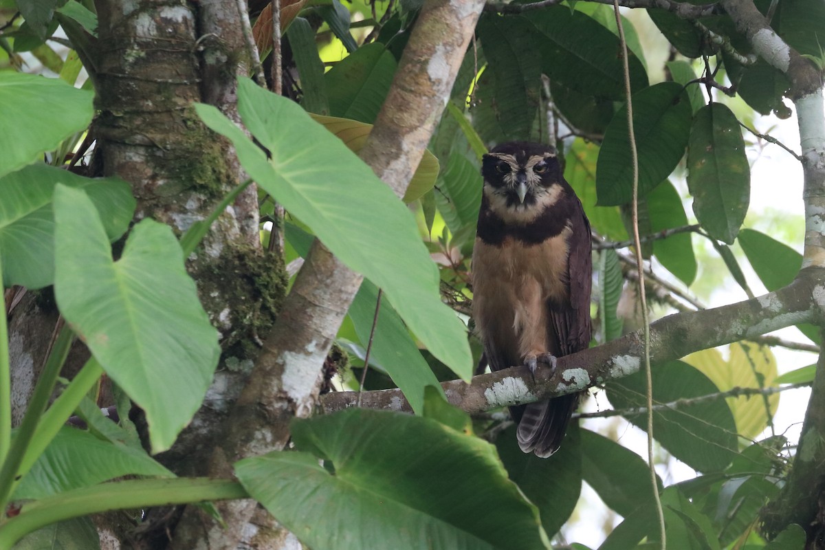Spectacled Owl - ML574686601