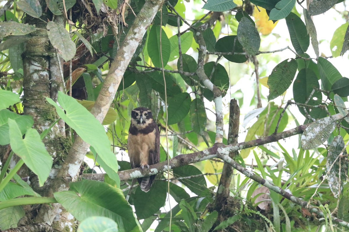 Spectacled Owl - ML574686611