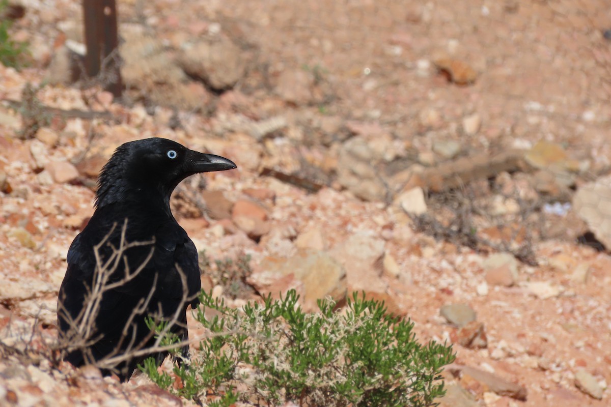 crow sp. - Darcy Juday