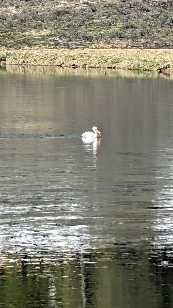 American White Pelican - ML574691281