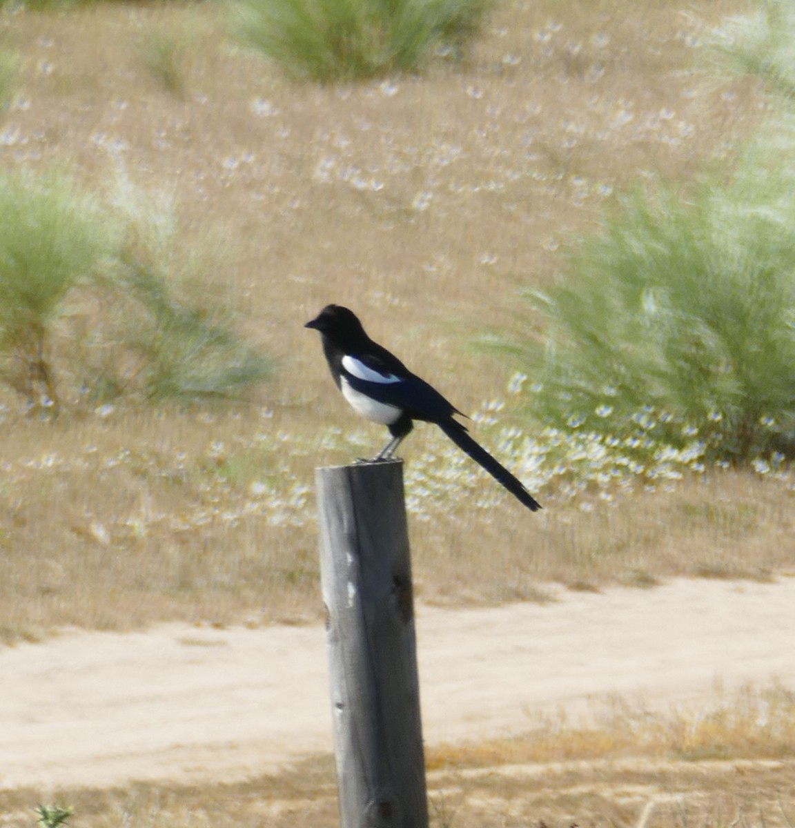 Eurasian Magpie - ML574691671