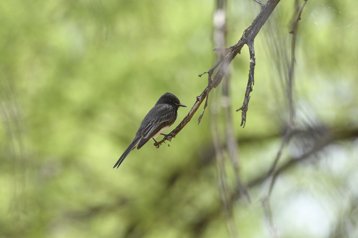 Black Phoebe - ML574691741