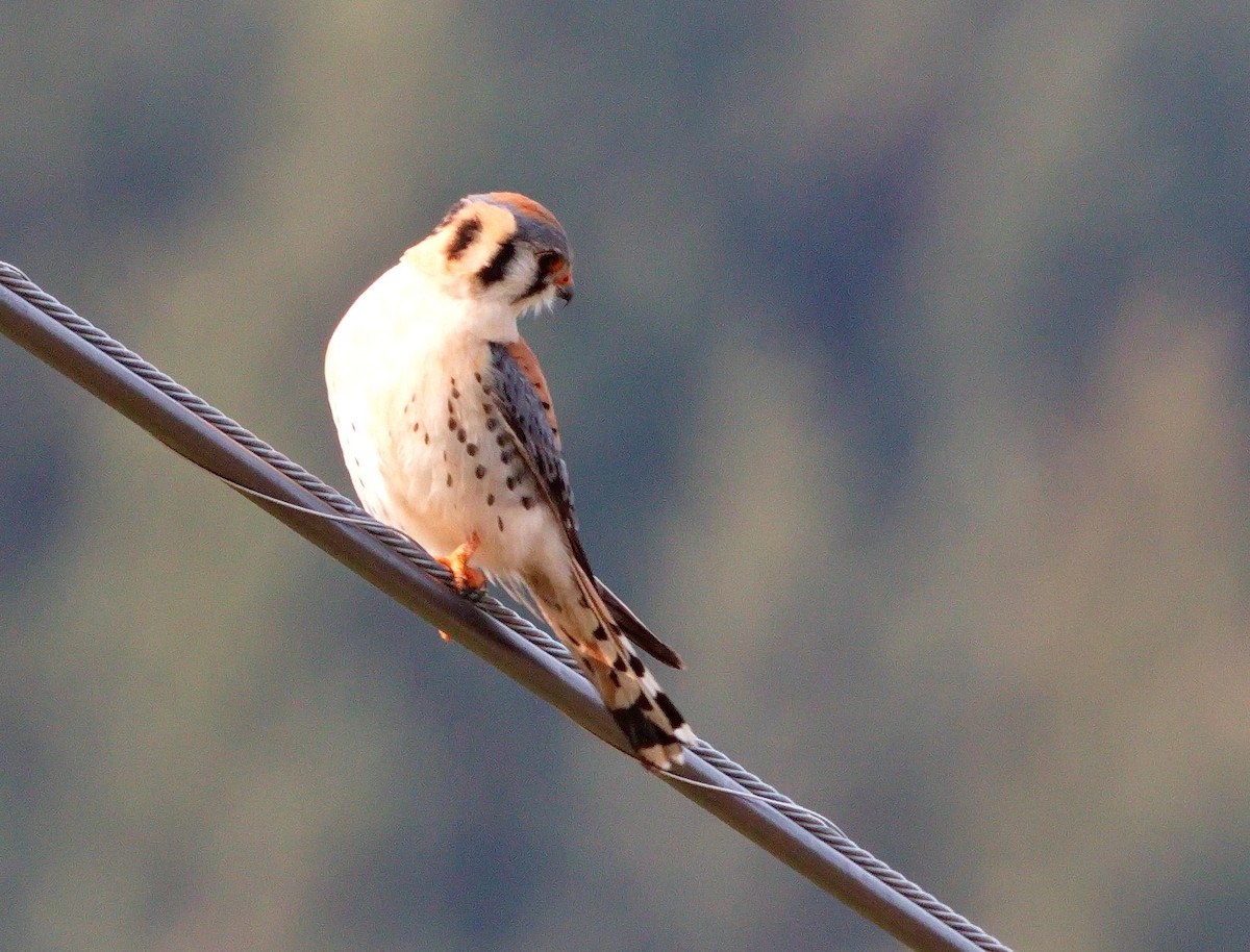 American Kestrel - ML574692491