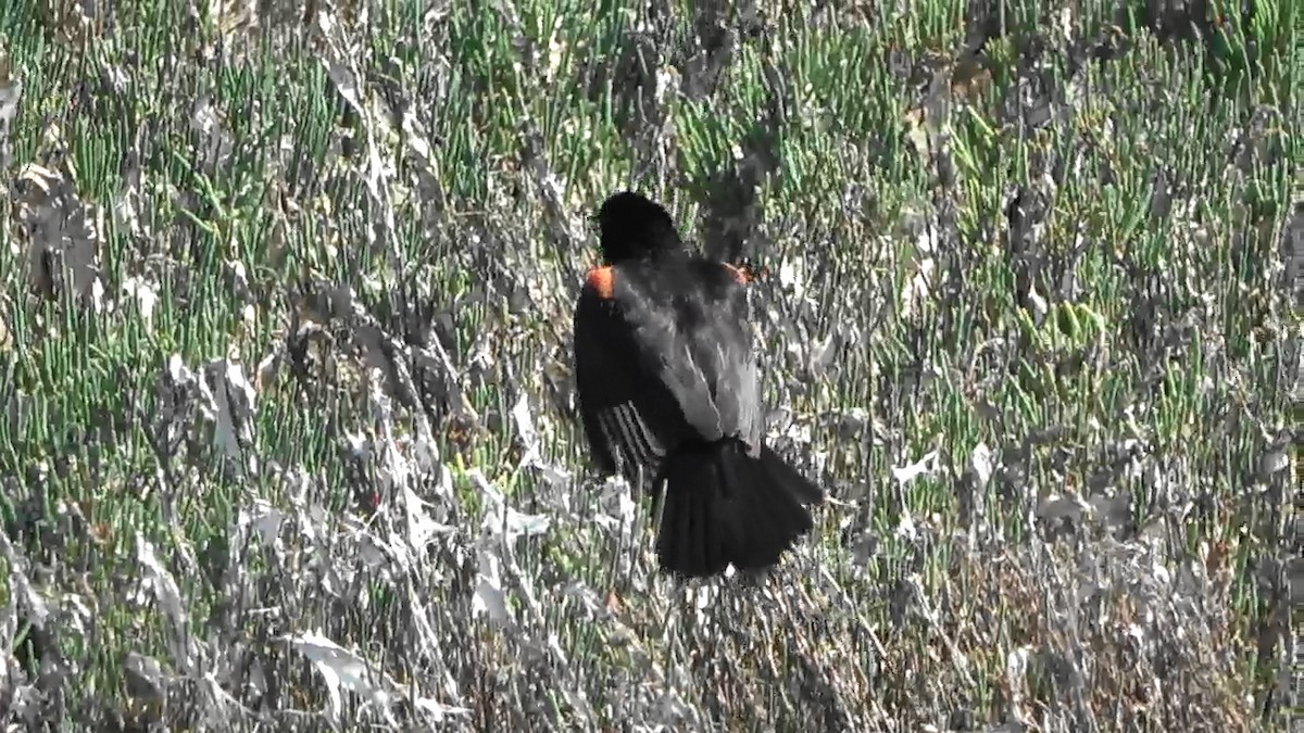 Red-winged Blackbird - Bruce Schine