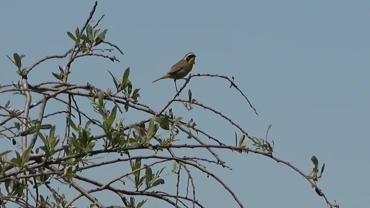 Common Yellowthroat - Bruce Schine