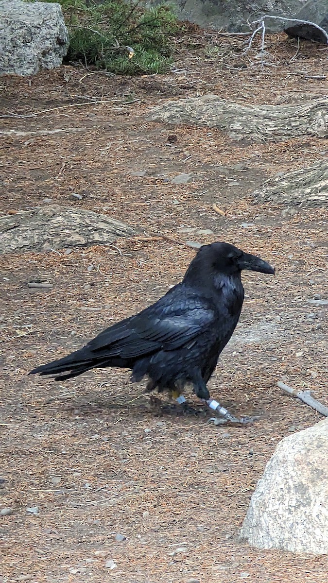 Common Raven - Gabriele Walser