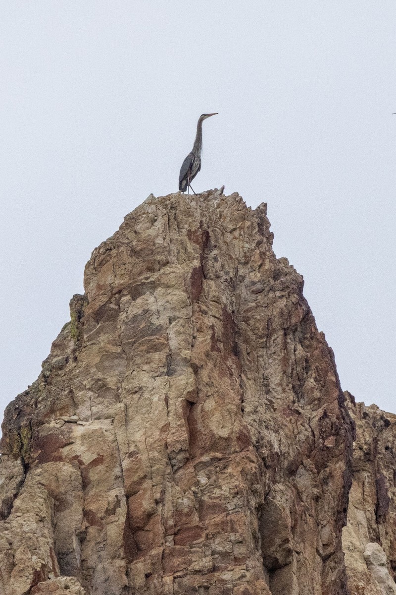 Great Blue Heron - ML574693441