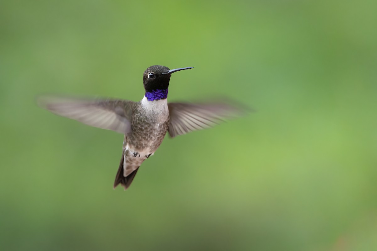 Black-chinned Hummingbird - Mason Maron