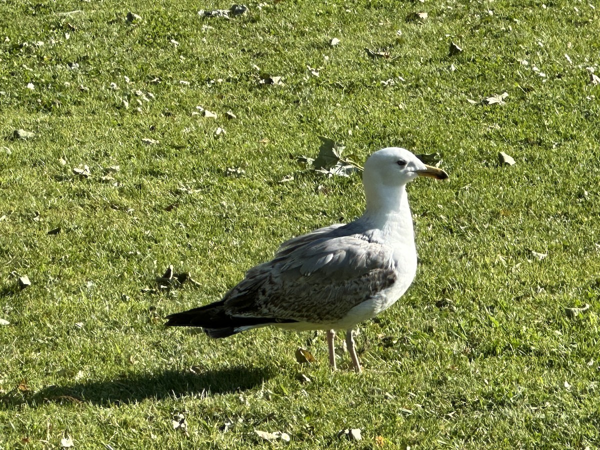 Yellow-legged Gull - ML574693911