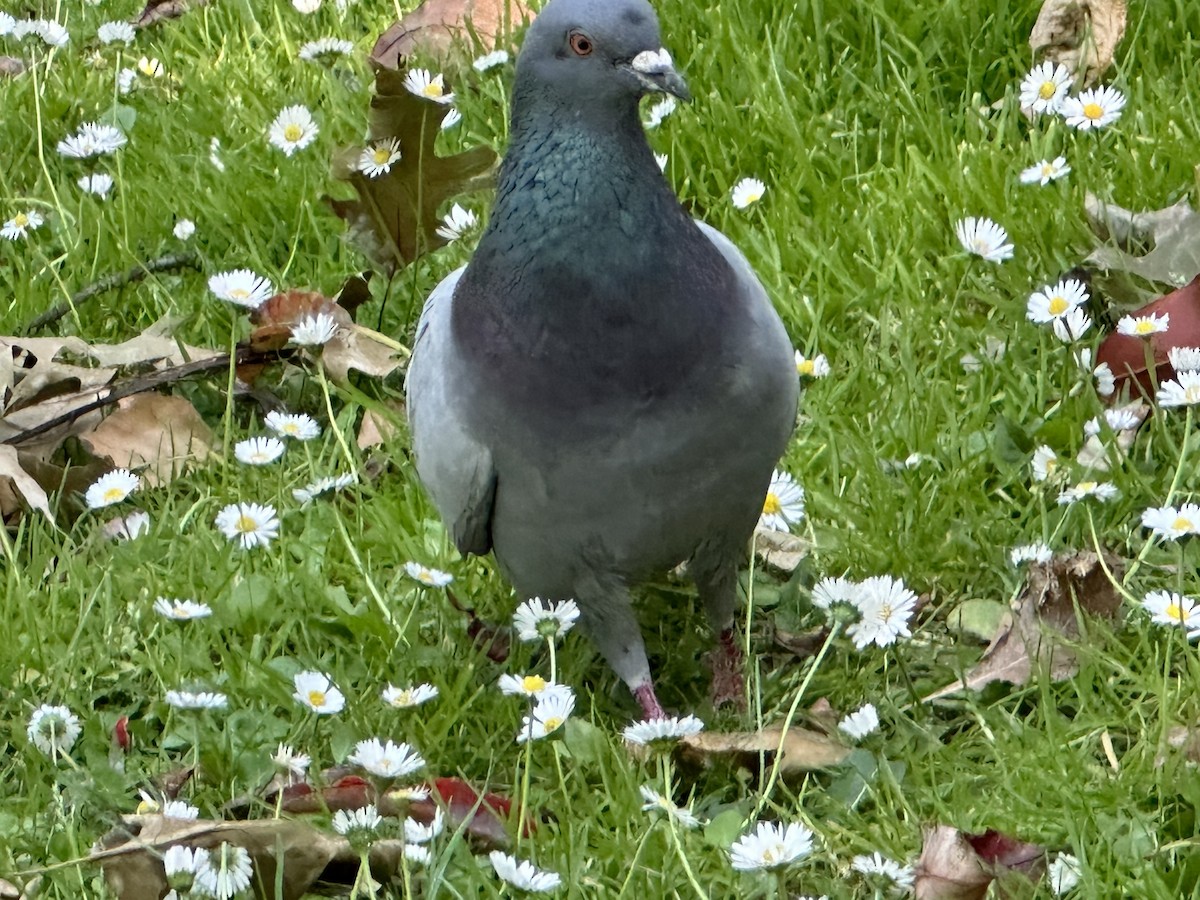 Rock Pigeon (Feral Pigeon) - ML574694111